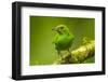 Central America, Costa Rica, Sarapiqui River Valley. Green Honeycreeper Bird on Limb-Jaynes Gallery-Framed Photographic Print