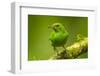 Central America, Costa Rica, Sarapiqui River Valley. Green Honeycreeper Bird on Limb-Jaynes Gallery-Framed Photographic Print