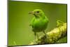Central America, Costa Rica, Sarapiqui River Valley. Green Honeycreeper Bird on Limb-Jaynes Gallery-Mounted Photographic Print