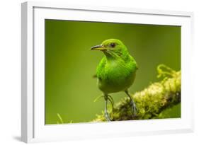 Central America, Costa Rica, Sarapiqui River Valley. Green Honeycreeper Bird on Limb-Jaynes Gallery-Framed Photographic Print