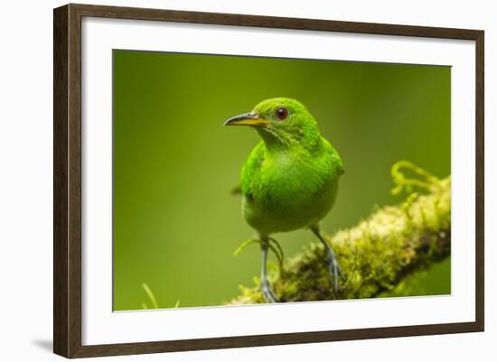 Central America, Costa Rica, Sarapiqui River Valley. Green Honeycreeper Bird on Limb-Jaynes Gallery-Framed Photographic Print