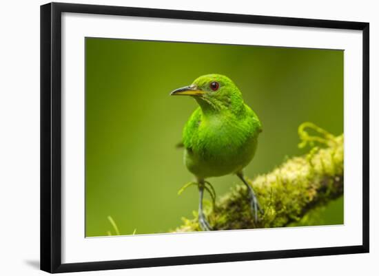 Central America, Costa Rica, Sarapiqui River Valley. Green Honeycreeper Bird on Limb-Jaynes Gallery-Framed Photographic Print