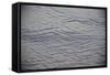 Central America, El Salvador, beach sand patterns.-Connie Bransilver-Framed Stretched Canvas