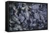 Central America, El Salvador, Pacific Ocean, turtle hatchlings.-Connie Bransilver-Framed Stretched Canvas