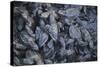 Central America, El Salvador, Pacific Ocean, turtle hatchlings.-Connie Bransilver-Stretched Canvas