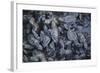 Central America, El Salvador, Pacific Ocean, turtle hatchlings.-Connie Bransilver-Framed Photographic Print