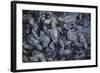 Central America, El Salvador, Pacific Ocean, turtle hatchlings.-Connie Bransilver-Framed Photographic Print