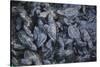 Central America, El Salvador, Pacific Ocean, turtle hatchlings.-Connie Bransilver-Stretched Canvas