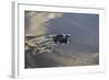 Central America, El Salvador, Pacific Ocean, turtle hatchlings.-Connie Bransilver-Framed Photographic Print