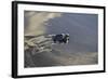 Central America, El Salvador, Pacific Ocean, turtle hatchlings.-Connie Bransilver-Framed Photographic Print