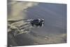 Central America, El Salvador, Pacific Ocean, turtle hatchlings.-Connie Bransilver-Mounted Photographic Print