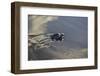 Central America, El Salvador, Pacific Ocean, turtle hatchlings.-Connie Bransilver-Framed Photographic Print