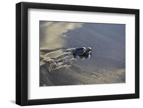 Central America, El Salvador, Pacific Ocean, turtle hatchlings.-Connie Bransilver-Framed Photographic Print