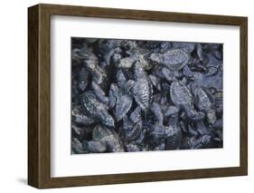 Central America, El Salvador, Pacific Ocean, turtle hatchlings.-Connie Bransilver-Framed Photographic Print