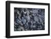 Central America, El Salvador, Pacific Ocean, turtle hatchlings.-Connie Bransilver-Framed Photographic Print