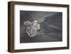 Central America, El Salvador, sand dollar on sand.-Connie Bransilver-Framed Photographic Print