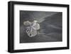 Central America, El Salvador, sand dollar on sand.-Connie Bransilver-Framed Photographic Print