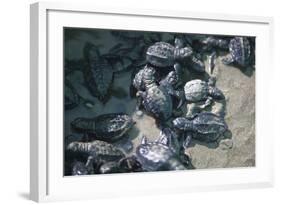 Central America, El Salvador, turtle hatchlings.-Connie Bransilver-Framed Photographic Print