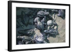 Central America, El Salvador, turtle hatchlings.-Connie Bransilver-Framed Photographic Print