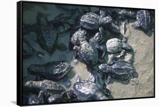 Central America, El Salvador, turtle hatchlings.-Connie Bransilver-Framed Stretched Canvas