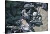 Central America, El Salvador, turtle hatchlings.-Connie Bransilver-Stretched Canvas