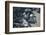 Central America, El Salvador, turtle hatchlings.-Connie Bransilver-Framed Photographic Print