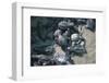 Central America, El Salvador, turtle hatchlings.-Connie Bransilver-Framed Photographic Print