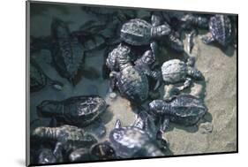 Central America, El Salvador, turtle hatchlings.-Connie Bransilver-Mounted Photographic Print