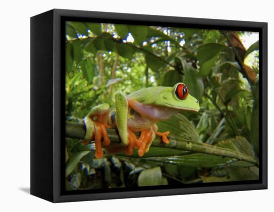 Central America Red-Eyed Treefrog (Agalychnis Callidryas), Central America, Costa Rica-Andres Morya Hinojosa-Framed Stretched Canvas