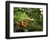 Central America Red-Eyed Treefrog (Agalychnis Callidryas), Central America, Costa Rica-Andres Morya Hinojosa-Framed Photographic Print