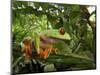 Central America Red-Eyed Treefrog (Agalychnis Callidryas), Central America, Costa Rica-Andres Morya Hinojosa-Mounted Photographic Print