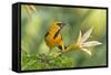 Central America, Yucatan, Mexico. Altamira Oriole in Tabebuia or Caribbean Trumpet Tree-David Slater-Framed Stretched Canvas