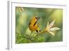 Central America, Yucatan, Mexico. Altamira Oriole in Tabebuia or Caribbean Trumpet Tree-David Slater-Framed Photographic Print