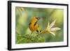 Central America, Yucatan, Mexico. Altamira Oriole in Tabebuia or Caribbean Trumpet Tree-David Slater-Framed Photographic Print