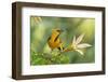 Central America, Yucatan, Mexico. Altamira Oriole in Tabebuia or Caribbean Trumpet Tree-David Slater-Framed Photographic Print