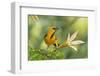 Central America, Yucatan, Mexico. Altamira Oriole in Tabebuia or Caribbean Trumpet Tree-David Slater-Framed Photographic Print