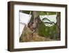 Central American Spider Monkey (Ateles Geoffroyi) Orphan Baby Hanging from Washing Line-Claudio Contreras-Framed Photographic Print