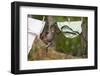 Central American Spider Monkey (Ateles Geoffroyi) Orphan Baby Hanging from Washing Line-Claudio Contreras-Framed Photographic Print