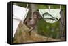 Central American Spider Monkey (Ateles Geoffroyi) Orphan Baby Hanging from Washing Line-Claudio Contreras-Framed Stretched Canvas
