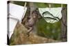 Central American Spider Monkey (Ateles Geoffroyi) Orphan Baby Hanging from Washing Line-Claudio Contreras-Stretched Canvas