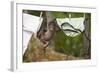 Central American Spider Monkey (Ateles Geoffroyi) Orphan Baby Hanging from Washing Line-Claudio Contreras-Framed Photographic Print