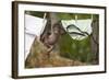 Central American Spider Monkey (Ateles Geoffroyi) Orphan Baby Hanging from Washing Line-Claudio Contreras-Framed Photographic Print