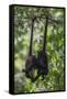 Central American spider monkeys, Yucatan Peninsula, Mexico-Claudio Contreras-Framed Stretched Canvas