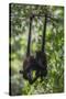 Central American spider monkeys, Yucatan Peninsula, Mexico-Claudio Contreras-Stretched Canvas