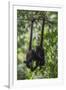 Central American spider monkeys, Yucatan Peninsula, Mexico-Claudio Contreras-Framed Photographic Print