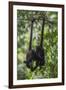 Central American spider monkeys, Yucatan Peninsula, Mexico-Claudio Contreras-Framed Photographic Print