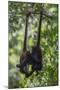 Central American spider monkeys, Yucatan Peninsula, Mexico-Claudio Contreras-Mounted Photographic Print