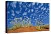 Central Australia Poached Egg Daisy, Desert Vegetation-null-Stretched Canvas