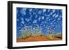 Central Australia Poached Egg Daisy, Desert Vegetation-null-Framed Photographic Print