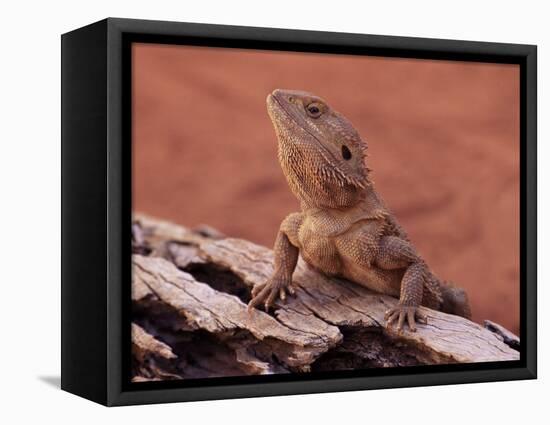 Central Bearded Dragon in Captivity, Alice Springs, Northern Territory, Australia, Pacific-James Hager-Framed Stretched Canvas